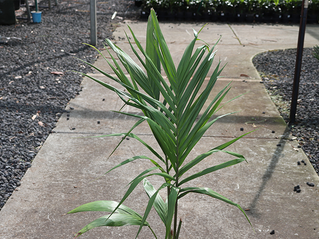 Archontophoenix cunninghamiana